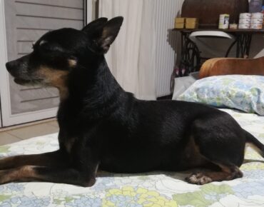 BLACKY Virtual Anubis WEB